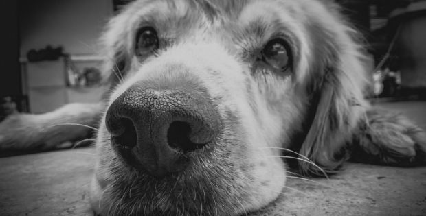 Where to Start if Your Pet Has Cancer